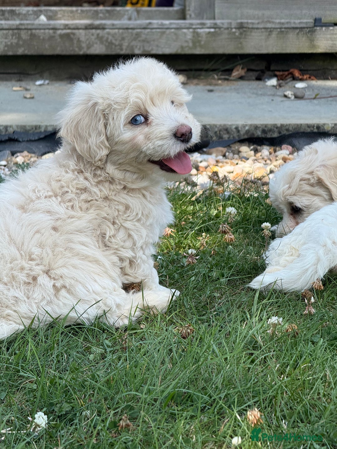 Maltipoo dogs for sale: 🌟 READY NOW 🌟 F1 Maltipoos  - Image 18