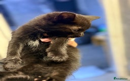 Mixed Breed cats for sale: THREE BLACK KITTENS AVAILABLE  - Image 17