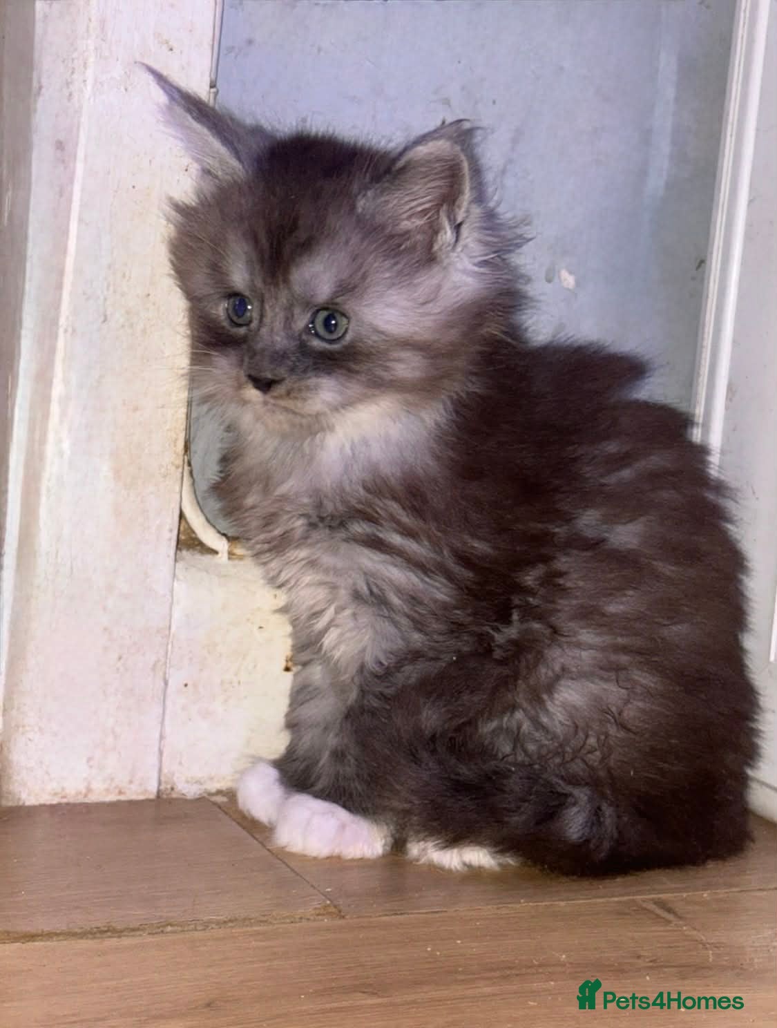 Maine Coon cats STUNNING MAINE COON KITTENS  - Advert 14