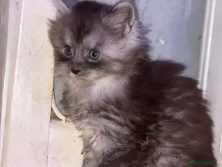 Maine Coon cats STUNNING MAINE COON KITTENS - Advert 14