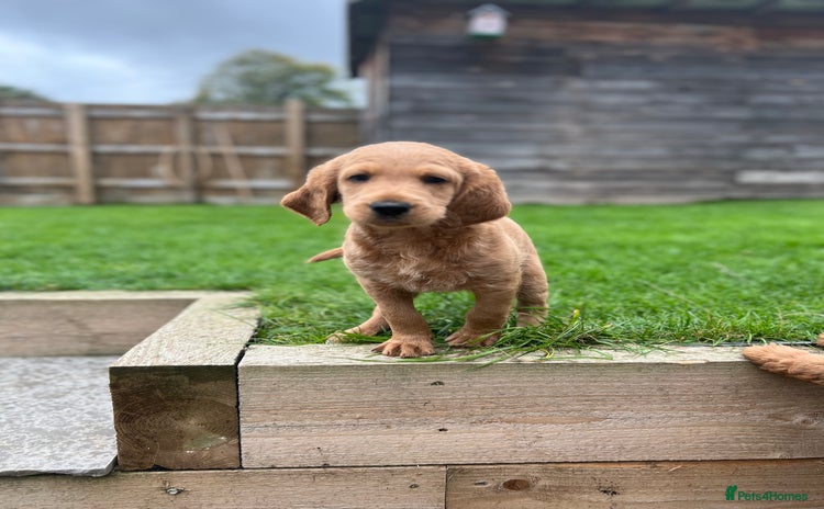 Labradoodle dogs - Advert 15