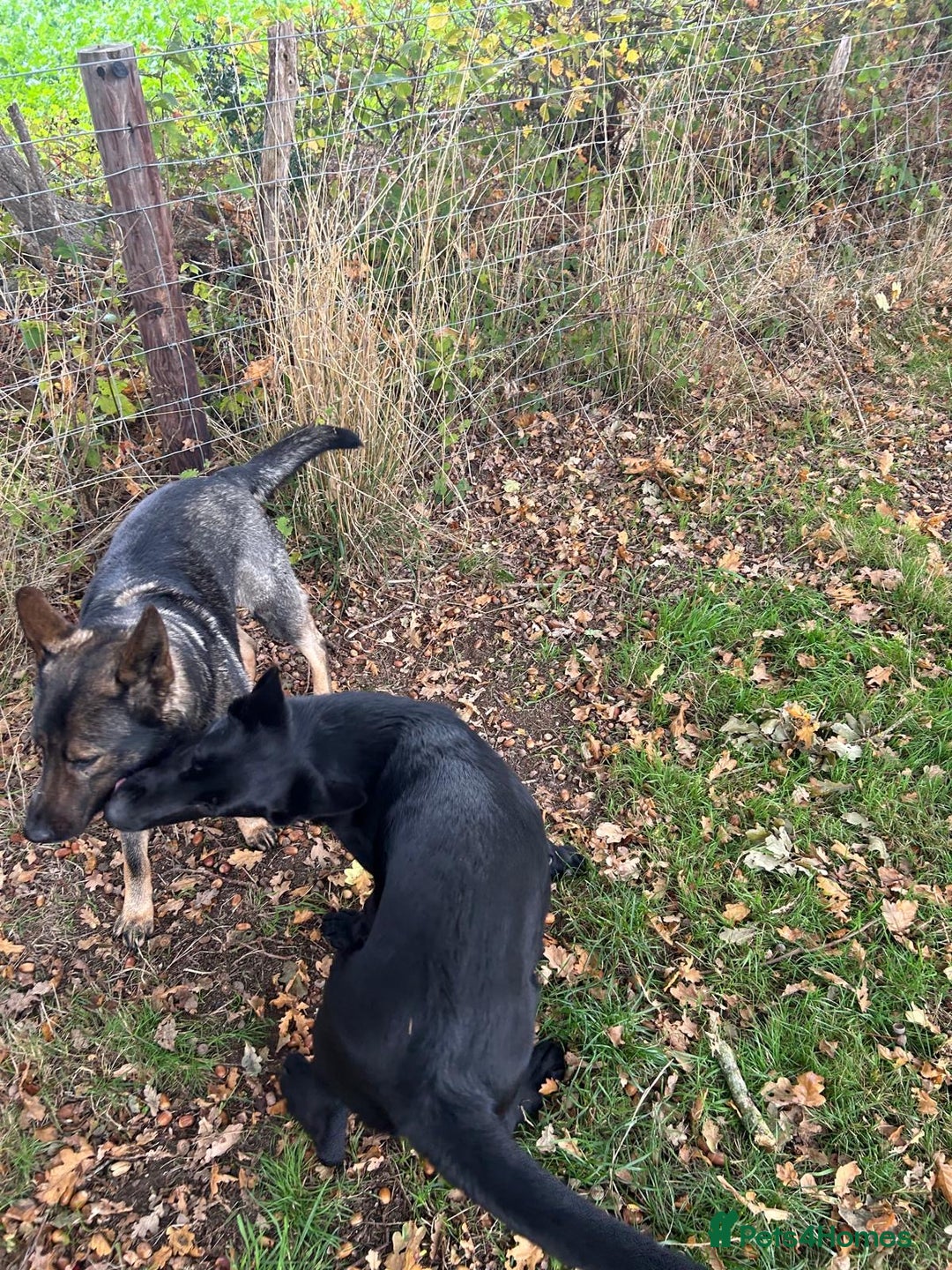 German Shepherd dogs for sale: German Shepard Girls - Image 7