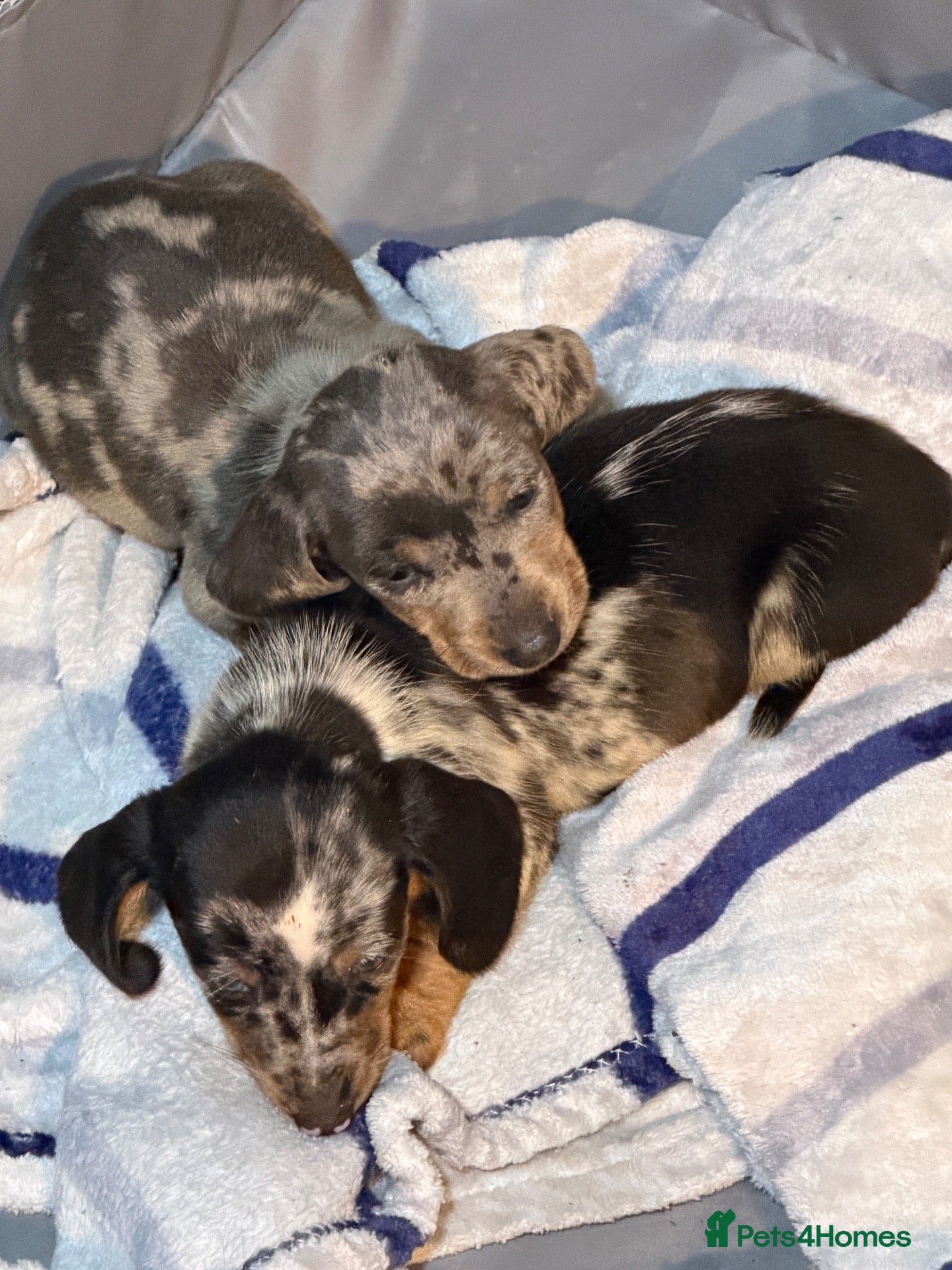 Miniature Dachshund dogs for sale: 2 little boys left - Advert 3