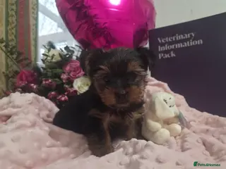 Yorkshire Terrier dogs Adorable pappy girl - Advert 4