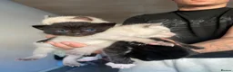 Balinese cats for sale: Balinese boat cross Siamese kittens - Advert 3
