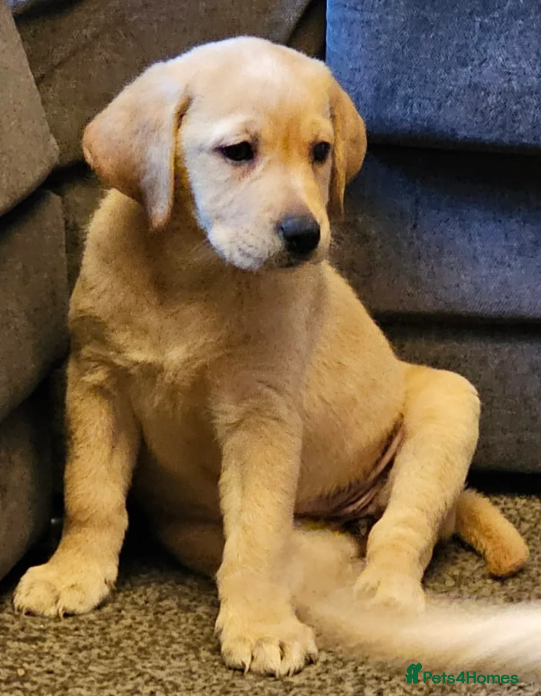 Labrador Retriever dogs for sale: 4 beautiful labrador puppies  - Advert 8