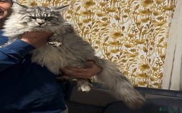 Maine Coon cats for stud: Maine coon for stud - Image 2