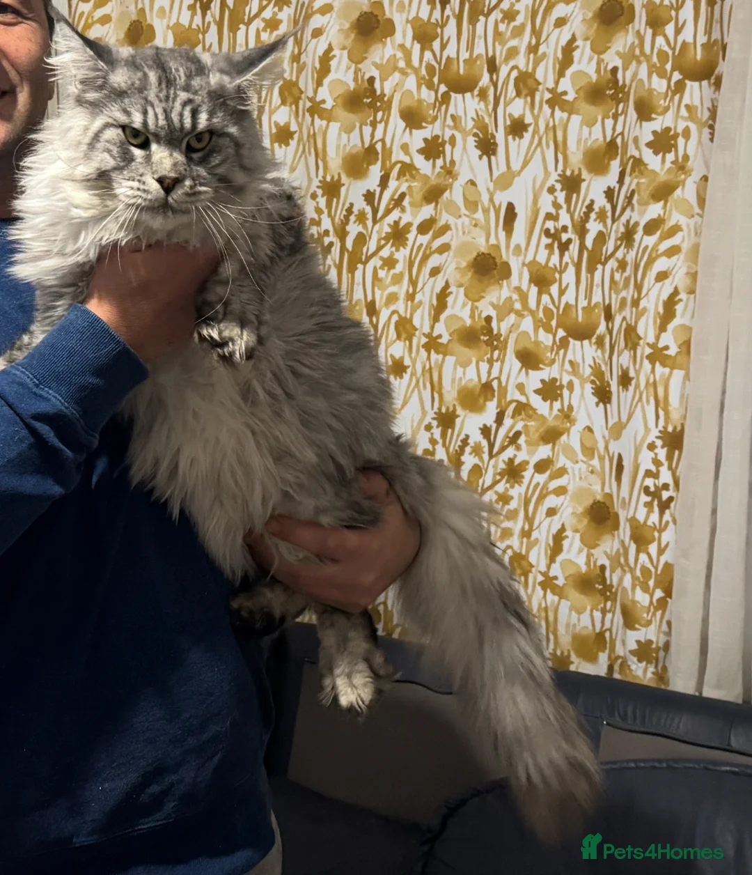 Maine Coon cats for stud: Maine coon for stud - Advert 2