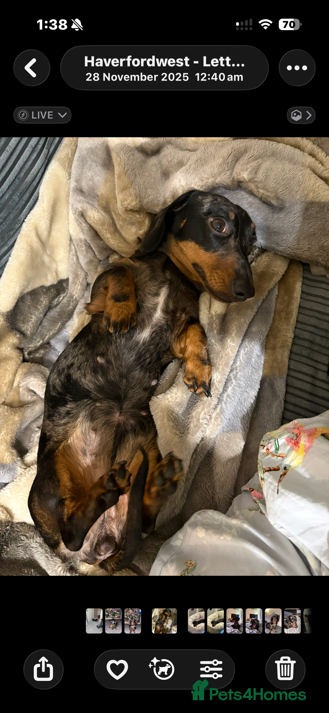 Dachshund dogs for sale: Dapple dachshund  - Advert 3