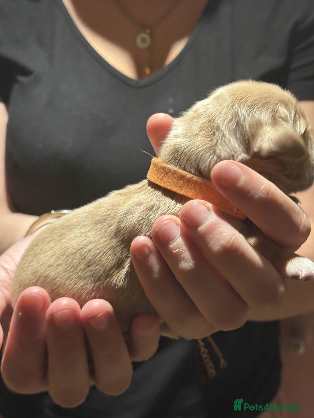 Golden Retriever dogs for sale: Golden Retriever Puppies for Sale - Image 11