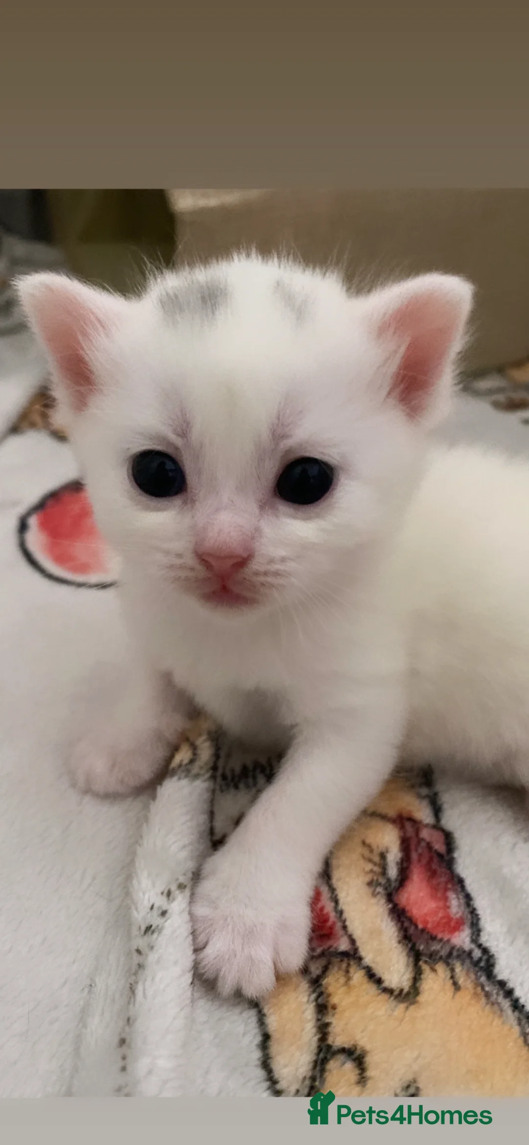 Mixed Breed cats for sale: mixed british short haired kittens  - Advert 1
