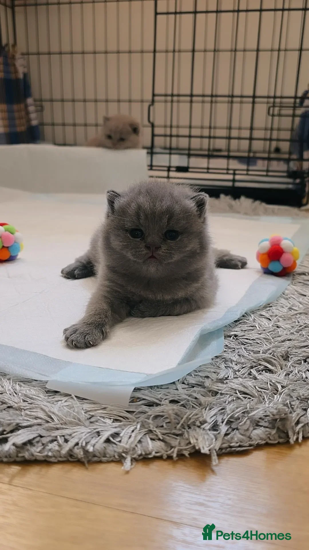 British Shorthair cats British Shorthair Kittens | Champion Lines - Advert 2