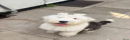 Old English Sheepdog dogs for sale: Female old English sheepdog  in Ongar - Advert 2