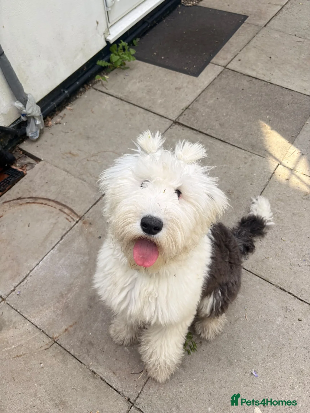 Old English Sheepdog dogs for sale: Female old English sheepdog  in Ongar - Advert 2