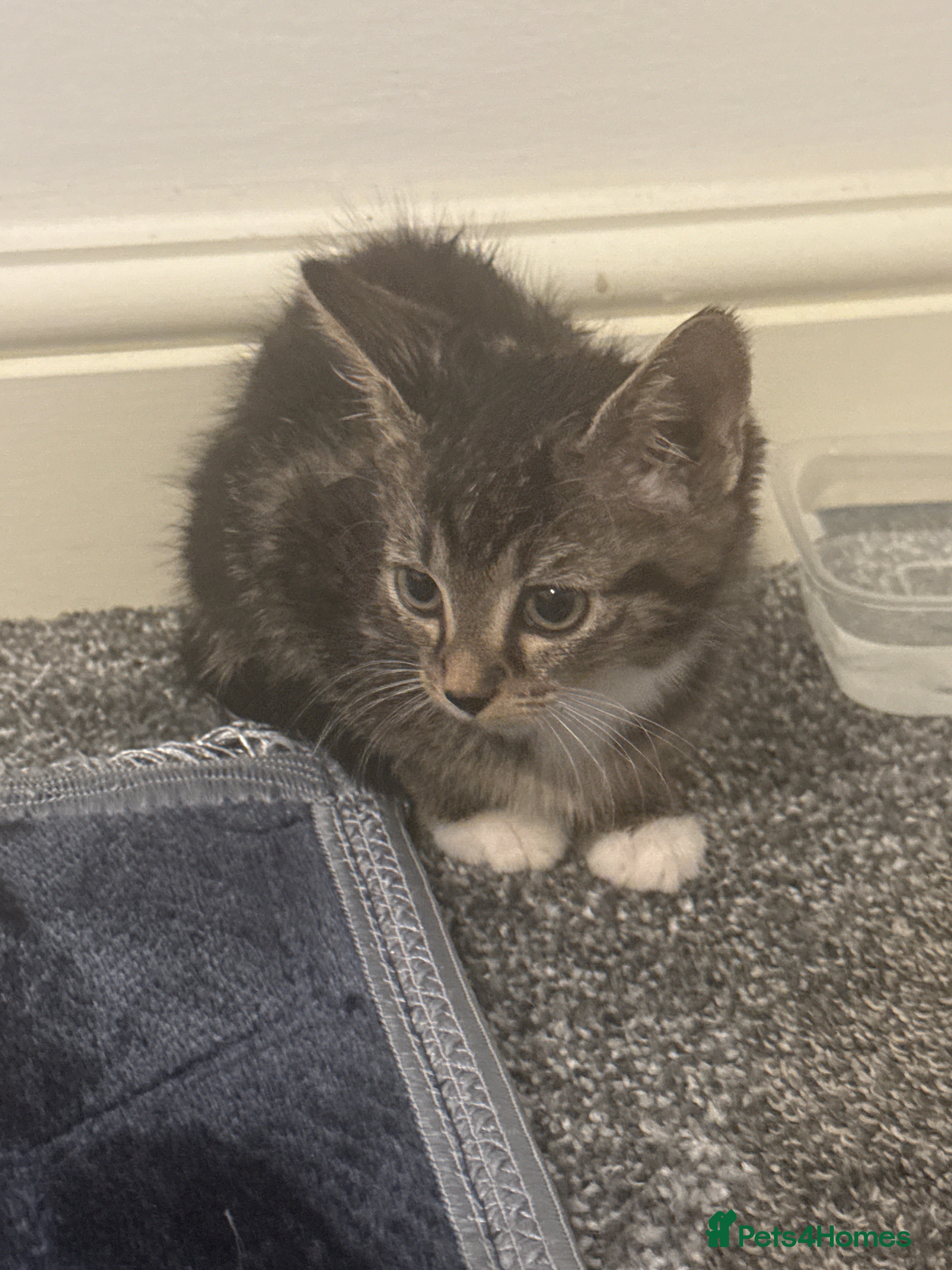 Mixed Breed cats BEAUTIFUL TABBY✨ AND DOMESTIC MIX KITTENS❤️ - Advert 13