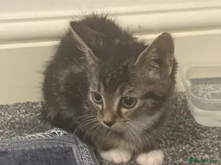 Mixed Breed cats BEAUTIFUL TABBY✨ AND DOMESTIC MIX KITTENS❤️ - Advert 13