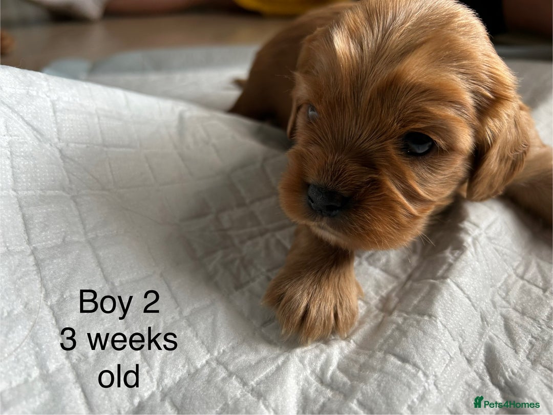 Cavapoo dogs for sale: Stunning Cavapoo puppies  - Image 14