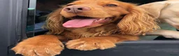Cocker Spaniel dogs for sale: KC reg Working cockers - Outstanding pedigree - Advert 3