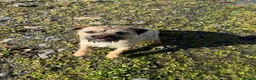 Border Terrier dogs for sale: Beautiful Border Terrier Pups - Advert 4