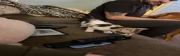 Mixed Breed cats for sale: Lovely Kitten for sale - Advert 3