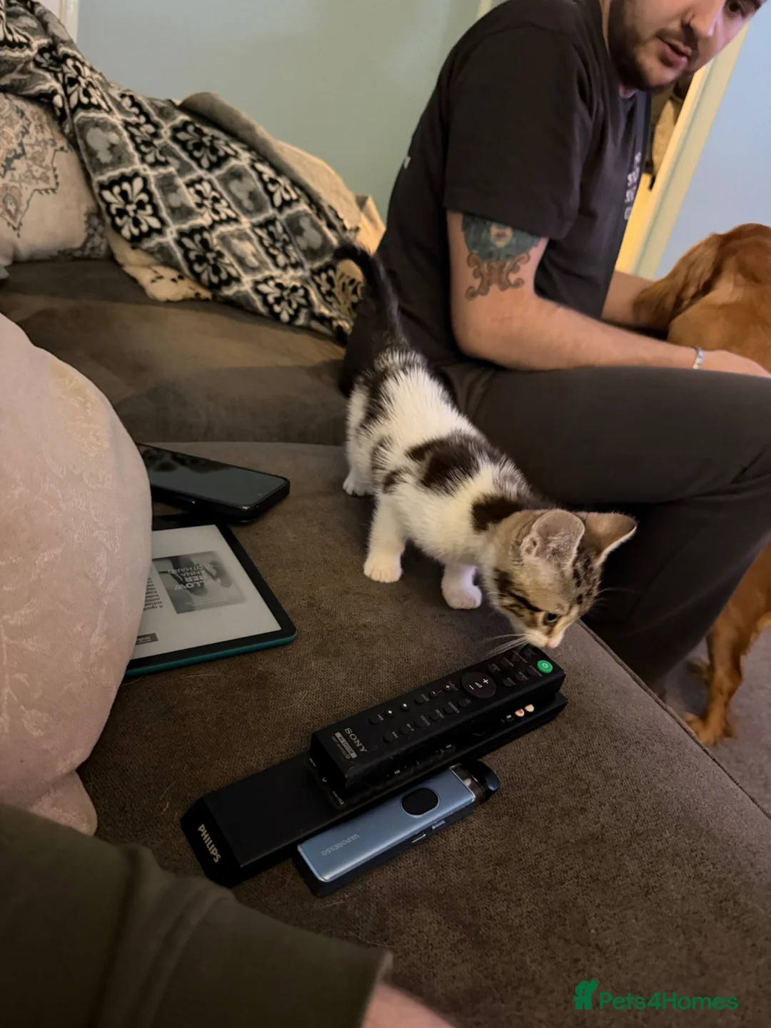 Mixed Breed cats for sale: Lovely Kitten for sale - Advert 3