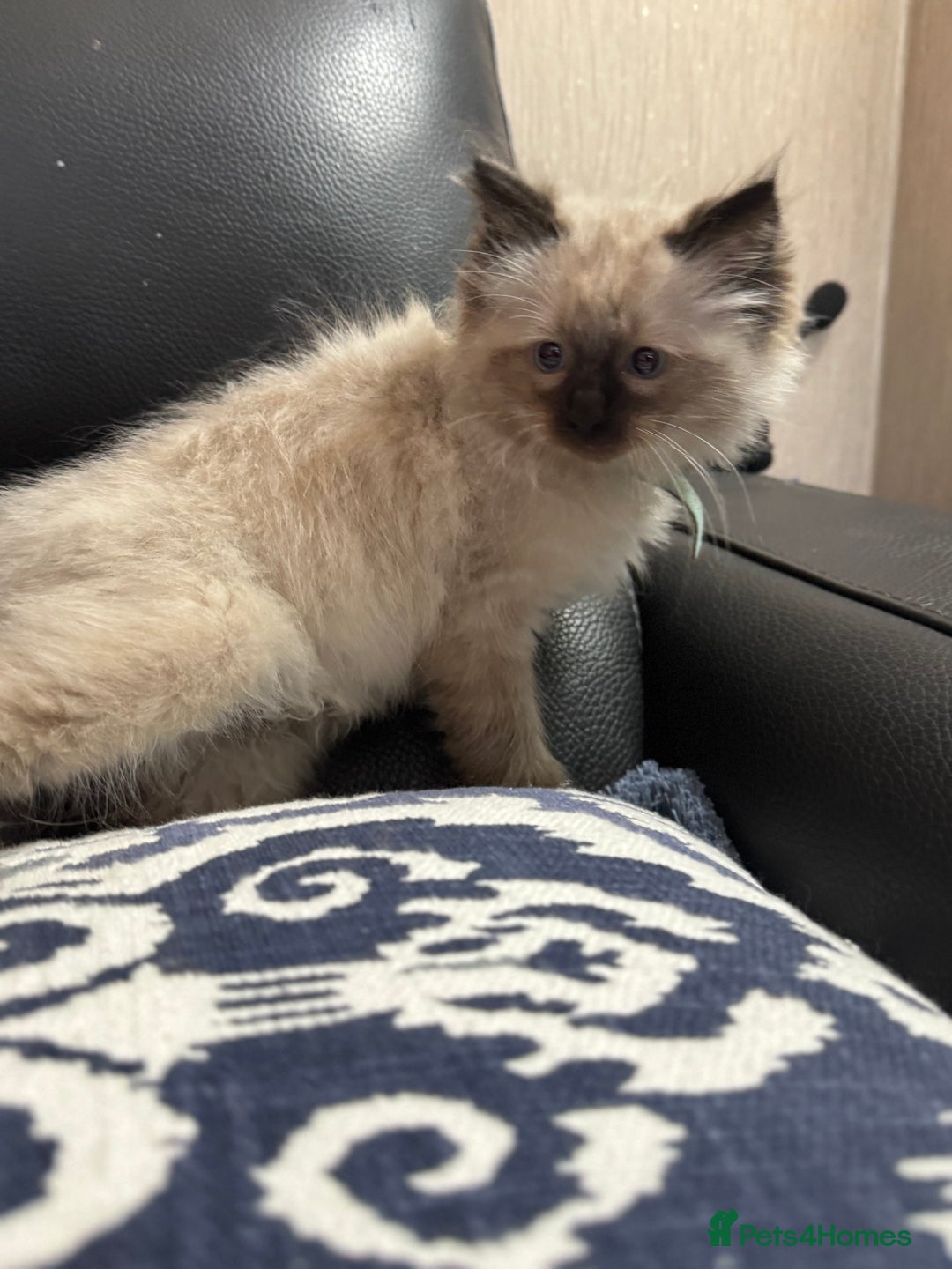 Ragdoll cats for sale: 2 stunning seal point ragdoll boys  - Image 9