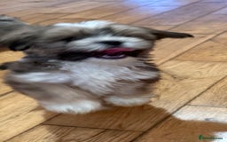 Lhasa Apso dogs for sale: Lhasa apso puppies  - Image 12
