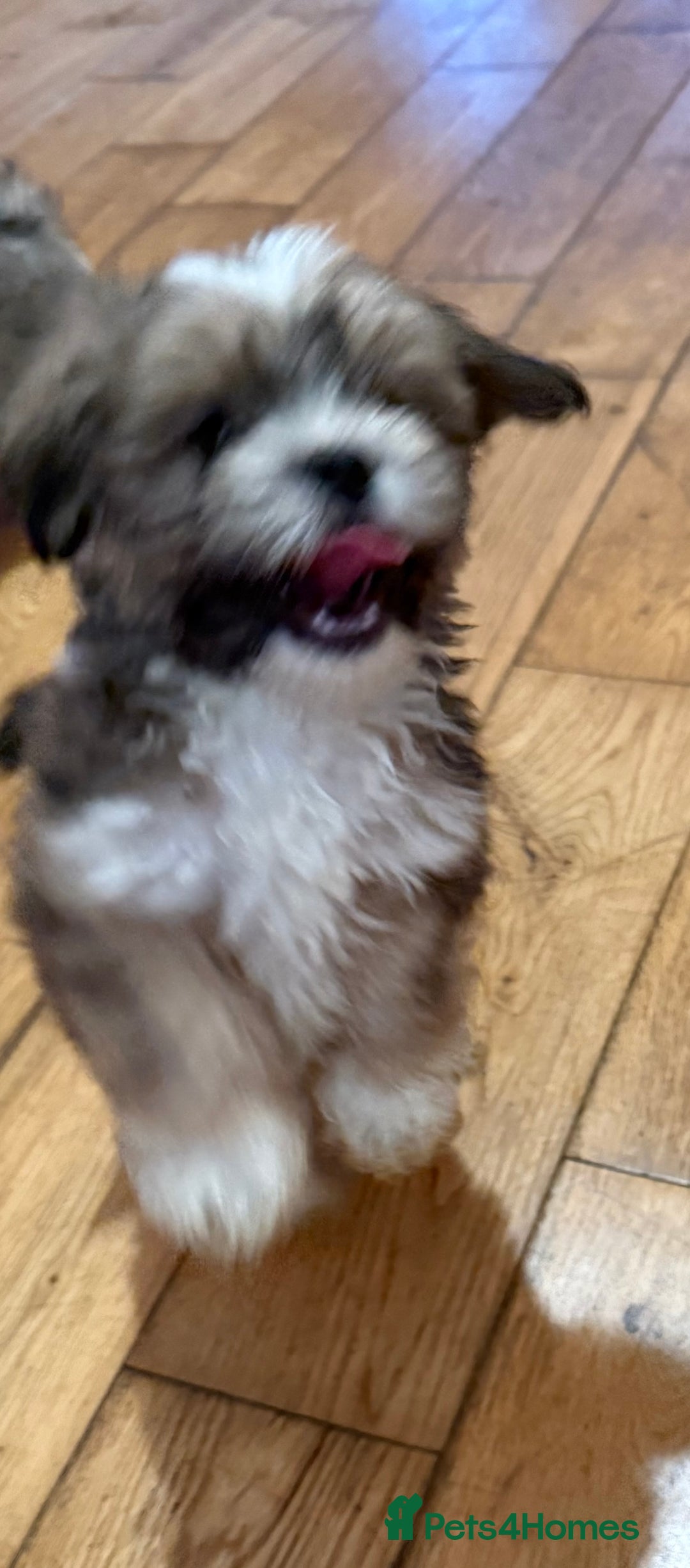 Lhasa Apso dogs for sale: Lhasa apso puppies  - Image 12