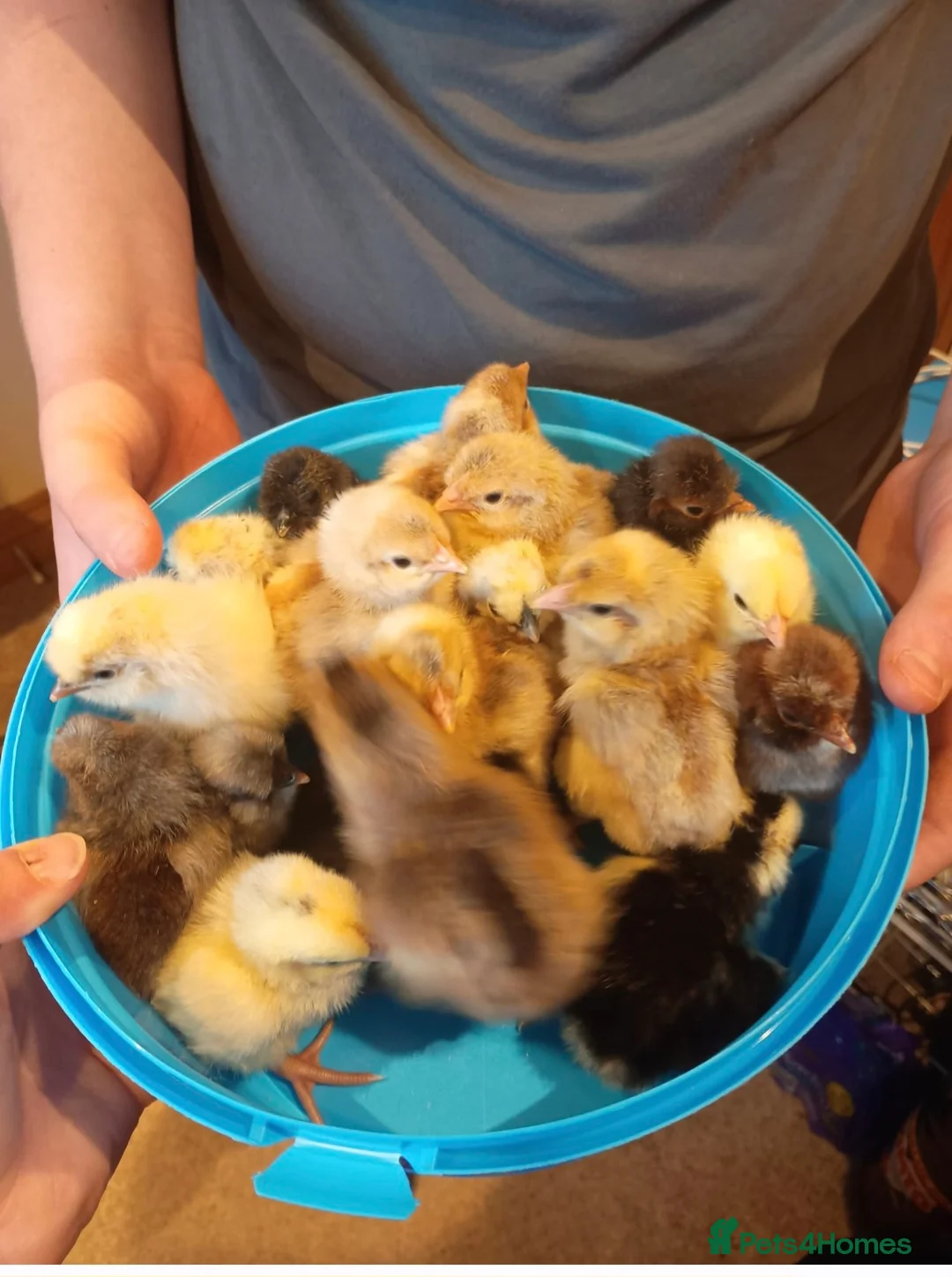 Chickens poultry for sale: **🐣 Hatching Eggs Available! 🐣** - Advert 1