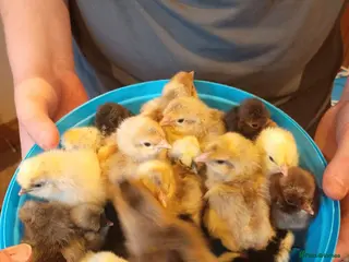Chickens poultry **🐣 Hatching Eggs Available! 🐣** - Advert 1