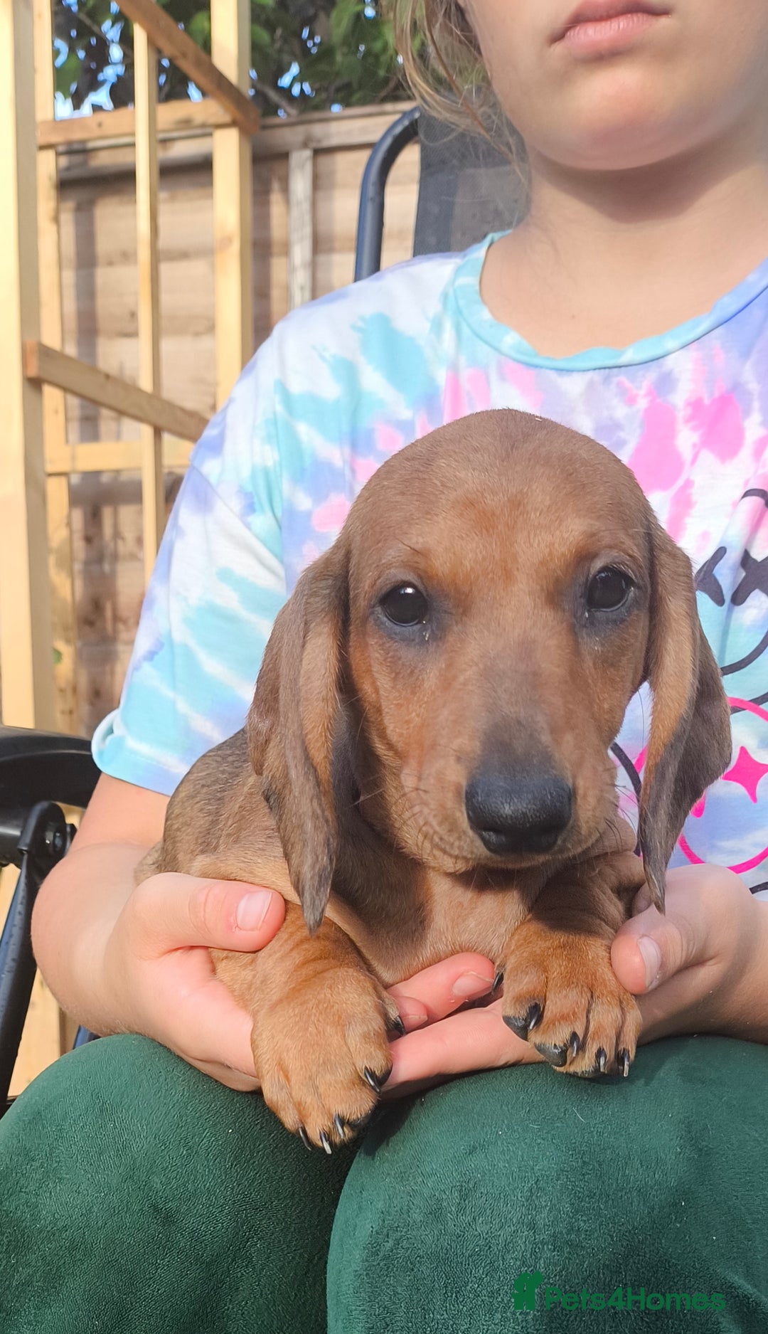 Dachshund dogs for sale: READY NOW-Champions Line Standard Dachshund KC REG in Coventry - Image 20