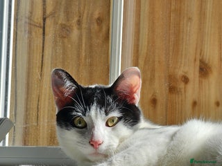 Domestic Shorthair cats Goku Male Cat - Advert 1