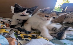 Maine Coon cats for sale: 😽 Cuddly Maine coon kittens 😽 in Preston - Image 28