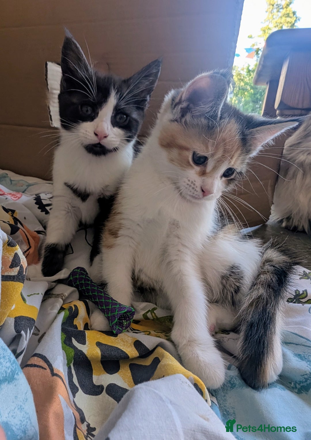 Maine Coon cats for sale: 😽 Cuddly Maine coon kittens 😽 in Preston - Image 28