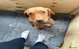 Hungarian Vizsla dogs for sale: KC registered hungarian vizsla puppies - Image 9