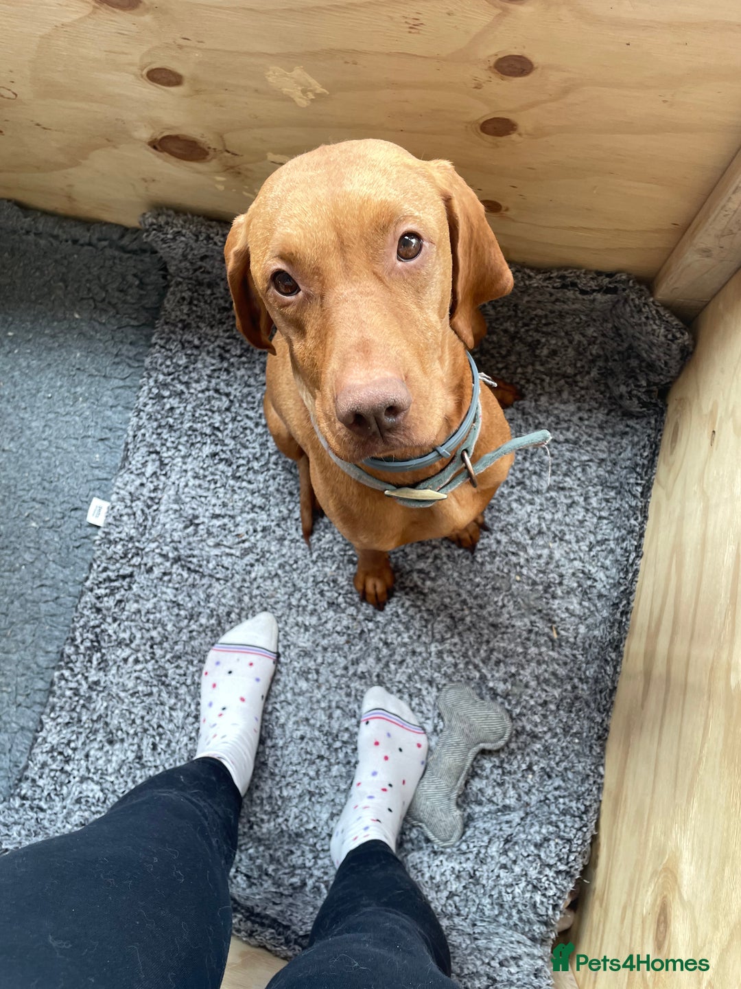 Hungarian Vizsla dogs for sale: KC registered hungarian vizsla puppies - Image 9