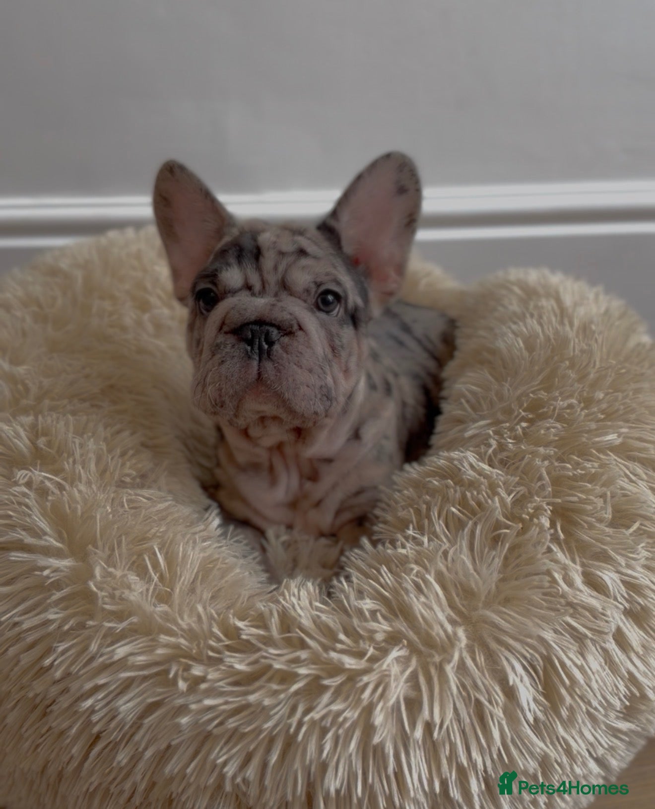 French Bulldog dogs Chunky French Bulldog Pups - Advert 1