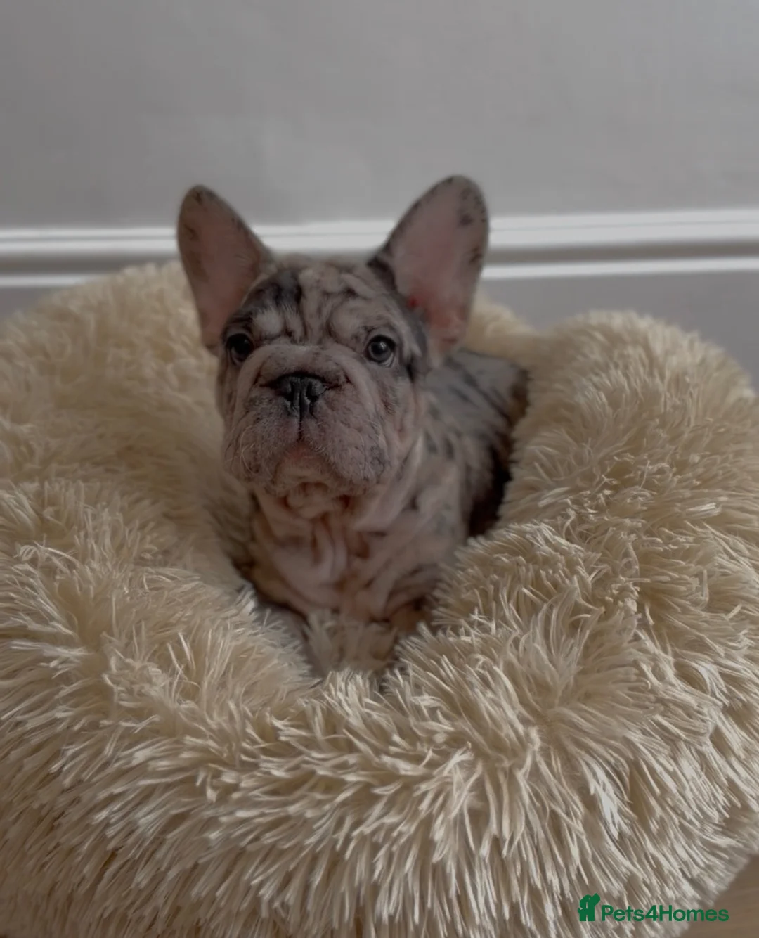 French Bulldog dogs for sale: Chunky French Bulldog Pups - Advert 1