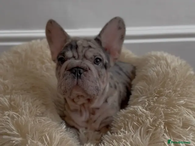 French Bulldog dogs Chunky French Bulldog Pups - Advert 3