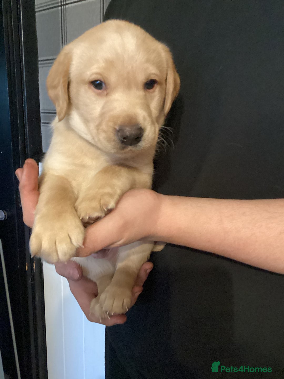 Labrador Retriever dogs for sale: LABRADOR PUPPIES  - Image 3