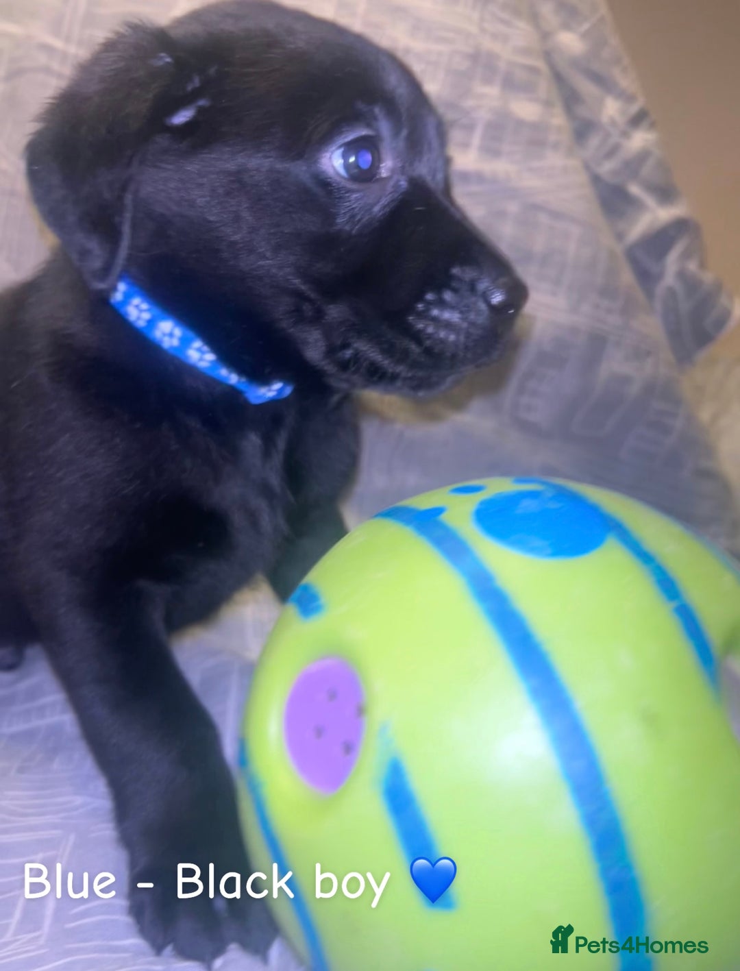 Labrador Retriever dogs for sale: 8 Labrador puppies for sale 🤍 - Advert 12