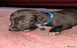 Mixed Breed dogs for sale: Saluki whippets  - Image 3