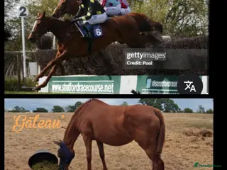 Dartmoor horses Ex race horse/brood mare ready for work and a job - Advert 2