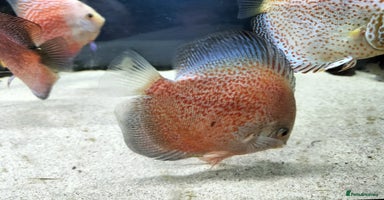 Discus fish - Advert 7