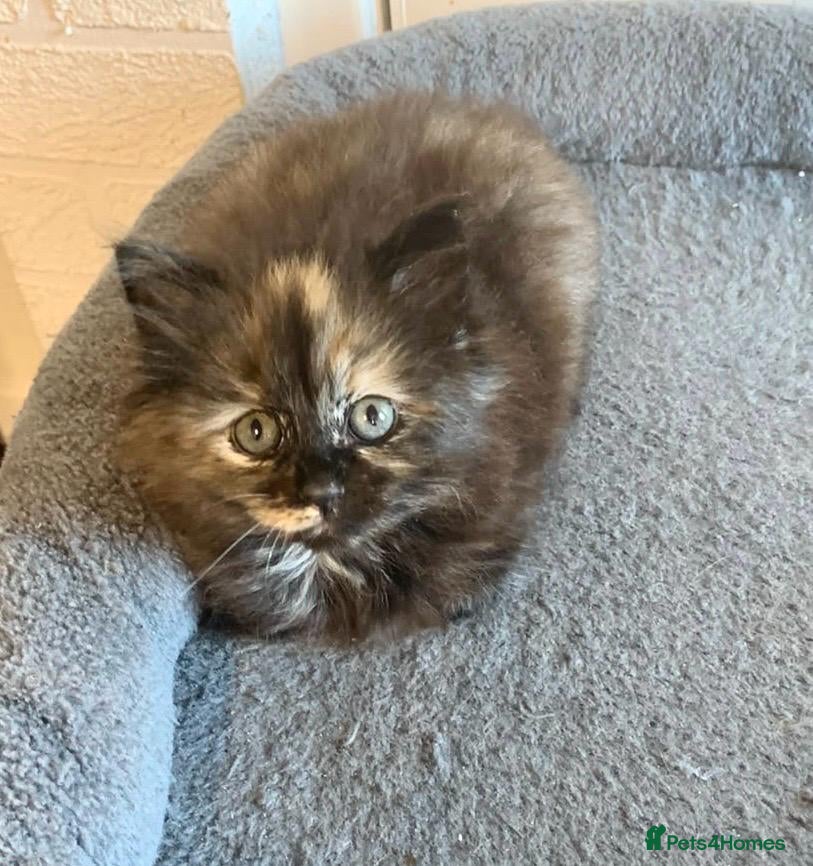 Mixed Breed cats Little female kitten  - Advert 3