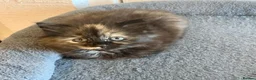 Mixed Breed cats for sale: Little female kitten  - Advert 1