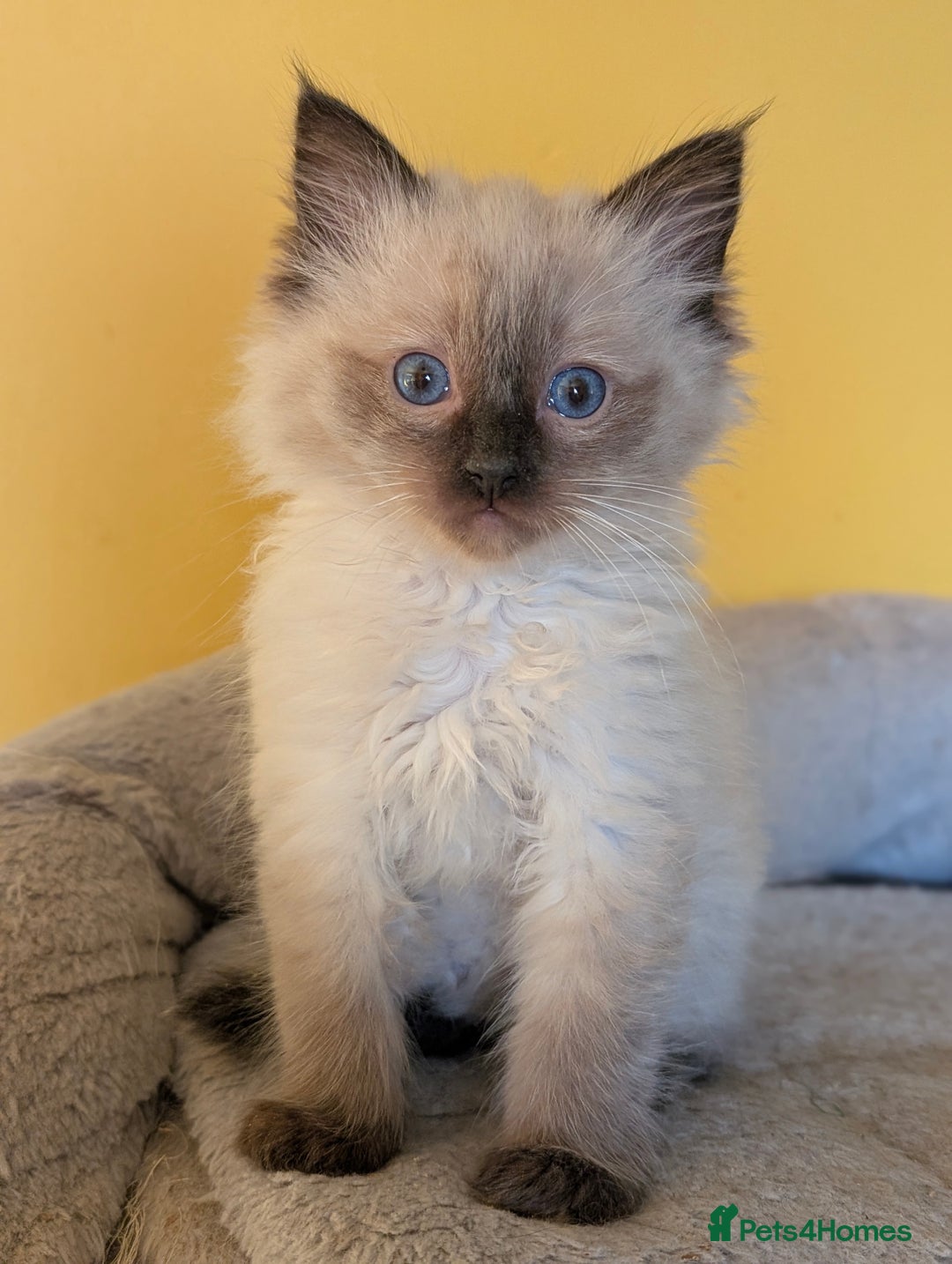 Ragdoll cats for sale: Gorgeous Ragdoll Kittens  - Advert 9