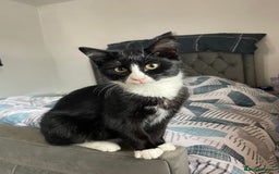 Bombay cats for sale: Adorable 3 Healthy kittens ready for new homes - Image 2