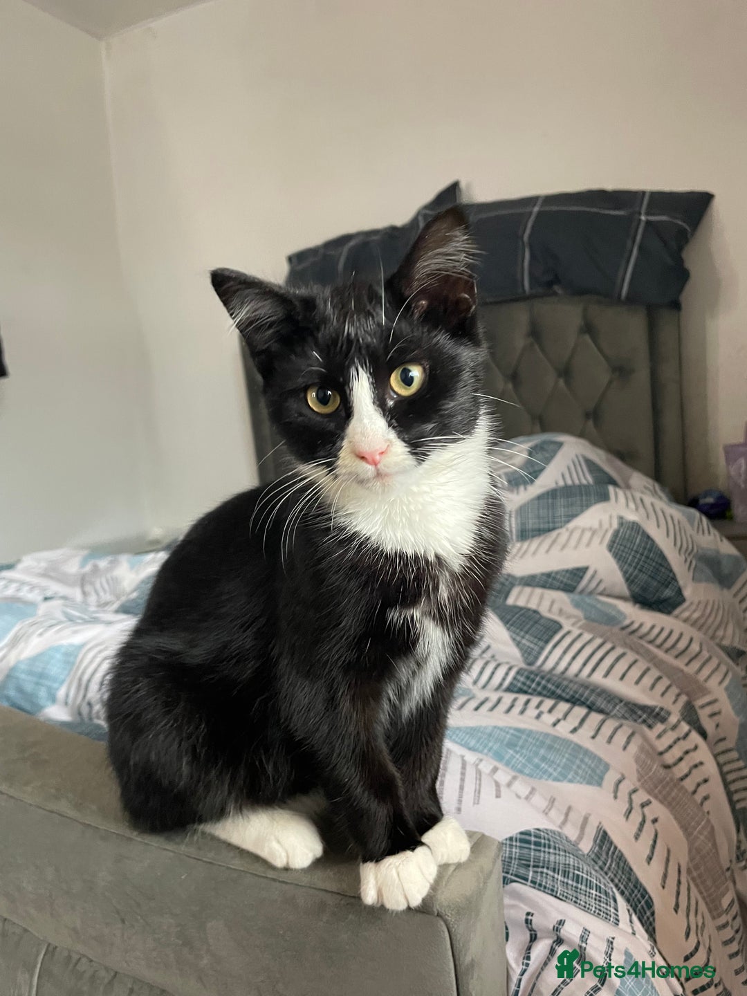 Bombay cats for sale: Adorable 3 Healthy kittens ready for new homes - Image 2