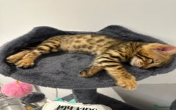 Bengal cats for sale: Two pure Bengals  - Image 6